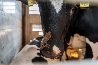 Kráva od výkalu v transportu na odpočívadle v Turecku - Nevinné oběti